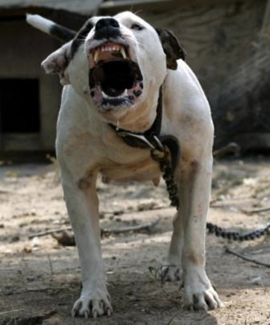 pitbull-thumb-336x403_545x654.shkl